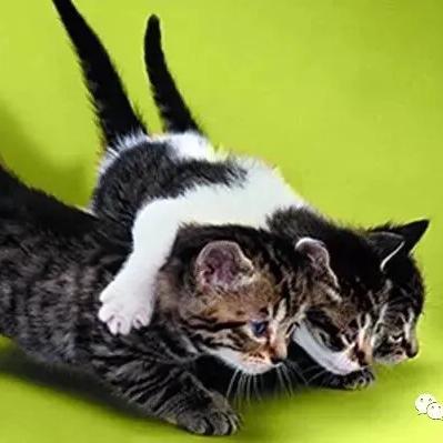 (三花猫与简州猫的外貌与性格特点有何不同)三花猫与简州猫的外貌与性格特点有何不同？