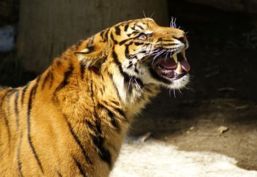 (老虎下山什么时间)什么时候是老虎下山的最佳时机?老虎下山是什么时辰合适? (老虎下山什么时间)什么时候是老虎下山的最佳时机?老虎下山是什么时辰合适?