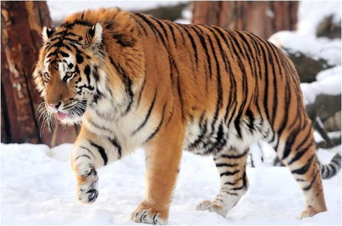 (老虎下山什么时间)什么时候是老虎下山的最佳时机?老虎下山是什么时辰合适? (老虎下山什么时间)什么时候是老虎下山的最佳时机?老虎下山是什么时辰合适?