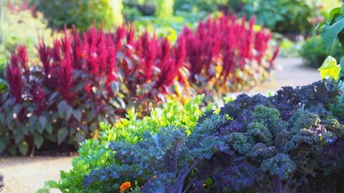 奥丘树海之下后期哪个植物会绽放最绚丽光彩？