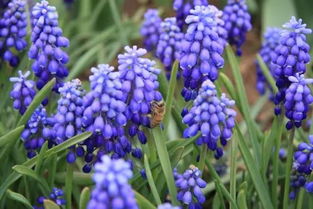 奥丘树海之下后期哪个植物会绽放最绚丽光彩？