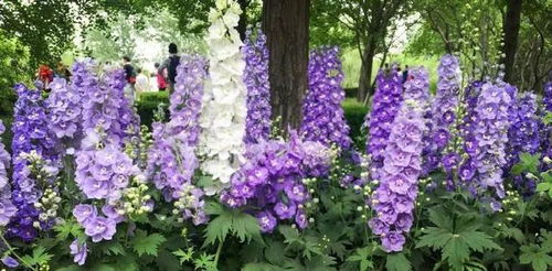 奥丘树海之下后期哪个植物会绽放最绚丽光彩？