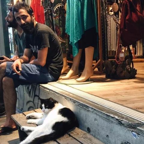 (猫之城内测视频)在猫之城主线14章剧情中，音频突然消失原因让人困惑