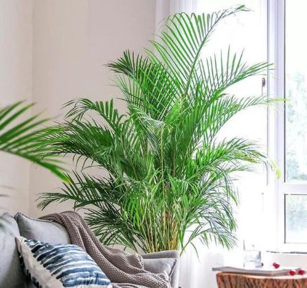 “有哪些适合用来净化空气的室内绿植，让家中空气清新健康？”