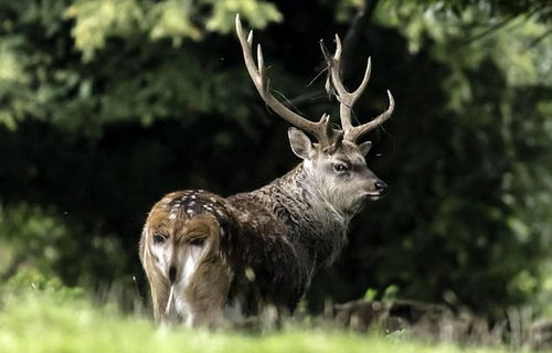 (梅花鹿真实照片)恐怖游戏中那个诡异的梅花鹿人，暗藏着什么可怕的秘密？