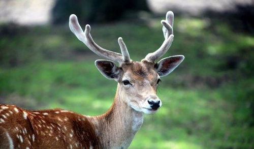 (梅花鹿真实照片)恐怖游戏中那个诡异的梅花鹿人，暗藏着什么可怕的秘密？