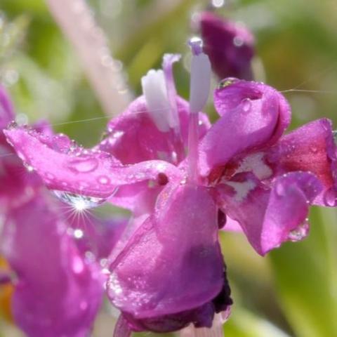 (星罗棋布怎么读)五彩斑斓星罗棋布颜色，绚丽多彩的世界