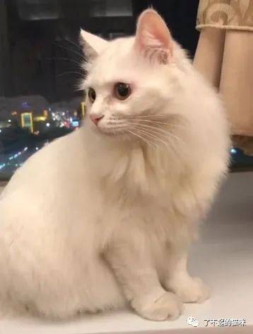 (小峰峰真名叫什么)小锋真猫本人：打破传统，重塑个人风采，成为真正的自我。