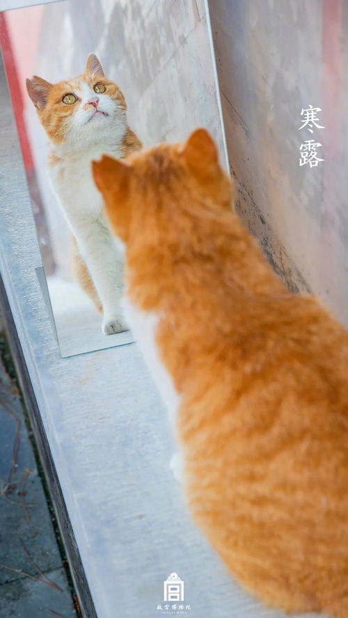 (猫咪田园全部猫有哪些)探寻猫咪的田园生活之旅：追寻自然与温馨的美好时光