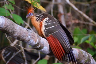 探秘丛林鸟类的奇妙之旅：宝贝原生大冒险活动，亲密接触自然，开启儿童动物保护意识的重要一步