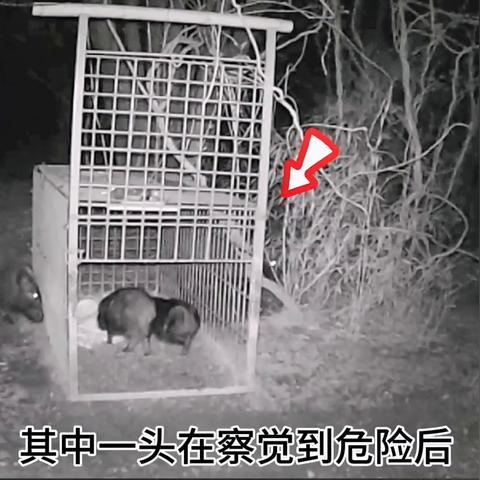 (仙境传说陷阱猎人攻略)仙境传说RO爱如初见：陷阱流猎人的征程与奇遇