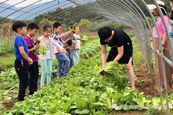 如何将乐缤纷庄园白菜轻松地拖进电炒锅？
