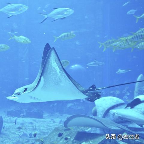 探寻史前巨兽的奥秘：成为恐龙考古大师，无需广告打扰的全新体验