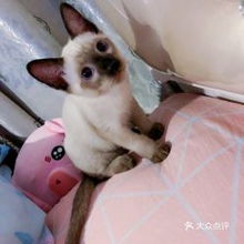 (新亚车站过安检能带宠物猫进站吗多少钱)新亚车站过安检能带宠物猫进站吗？