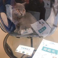 (新亚车站过安检能带宠物猫进站吗多少钱)新亚车站过安检能带宠物猫进站吗? (新亚车站过安检能带宠物猫进站吗多少钱)新亚车站过安检能带宠物猫进站吗?