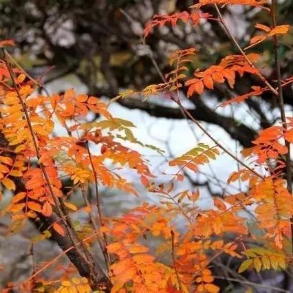 (我叫mt林熊猫)我叫MT丛林鸟大冒险：探索神奇丛林，勇闯危险险境