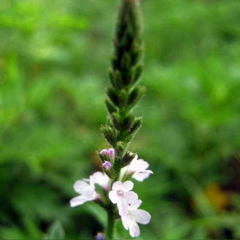 (僵尸魔王的女人)僵尸魔王之魔女与公主：古老的诅咒与永恒的战斗