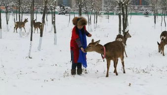 追逐真实与自由：揭秘代号肉鸽旅行者流派在现代旅游行业中的独特影响和价值
