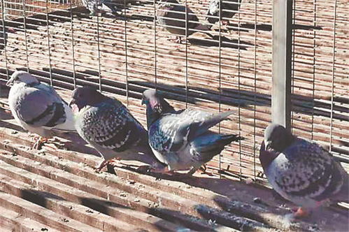 追逐真实与自由:揭秘代号肉鸽旅行者流派在现代旅游行业中的独特影响和价值 追逐真实与自由:揭秘代号肉鸽旅行者流派在现代旅游行业中的独特影响和价值