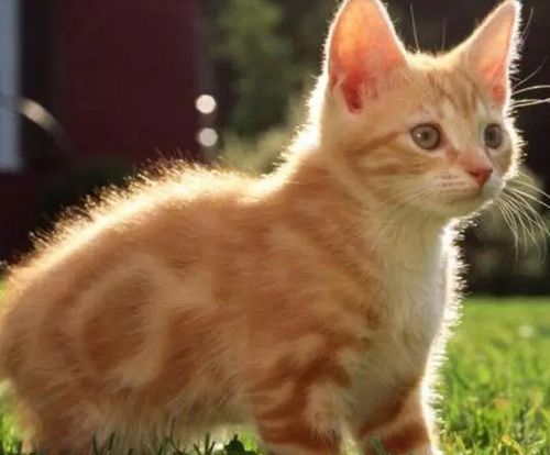 (夏天怎么给猫咪解暑)夏季宠物必备小妙招：如何让你的猫咪轻松解暑，保持凉爽健康