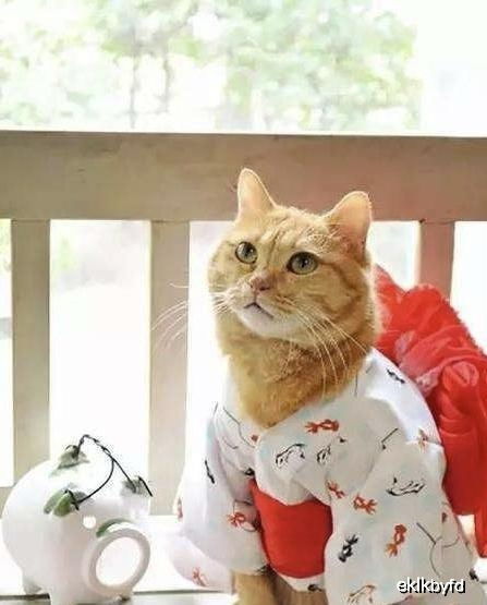 (夏天怎么给猫咪解暑)夏季宠物必备小妙招：如何让你的猫咪轻松解暑，保持凉爽健康