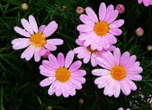 (繁花似锦的谜底)探秘繁花似锦游戏入口：了解整个世界的紧张刺激与独特魅力