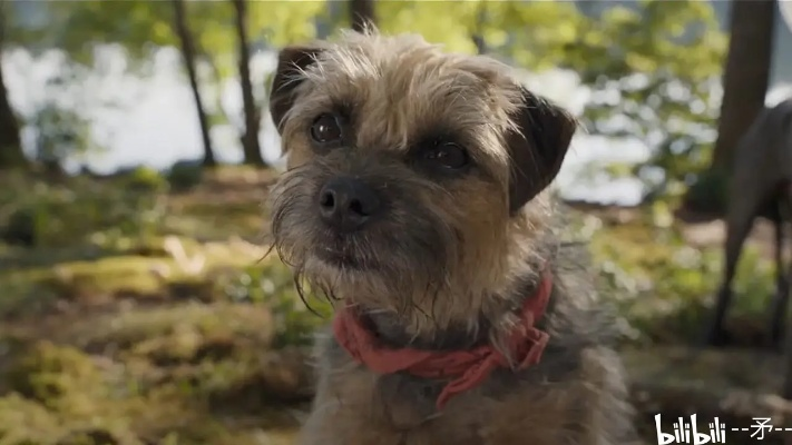 复仇狗联盟超清:雪犬、哈士奇、贵宾联手,打造全新超清复仇之路! 复仇狗联盟超清:雪犬、哈士奇、贵宾联手,打造全新超清复仇之路!