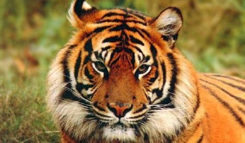 (野生老虎会不会攻击人类)野生老虎会主动攻击人类吗？了解野生老虎的攻击行为及原因