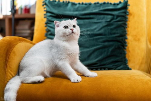 探究最粘人的猫咪:这些猫咪为何如此依赖主人,带给你无尽温暖与陪伴? 探究最粘人的猫咪:这些猫咪为何如此依赖主人,带给你无尽温暖与陪伴?