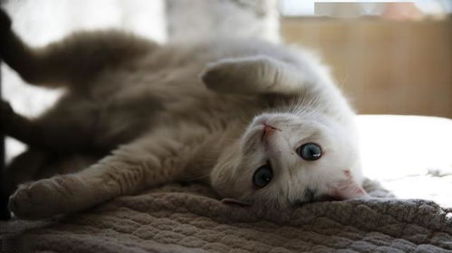 探究最粘人的猫咪:这些猫咪为何如此依赖主人,带给你无尽温暖与陪伴? 探究最粘人的猫咪:这些猫咪为何如此依赖主人,带给你无尽温暖与陪伴?